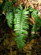 Image of hollyfern