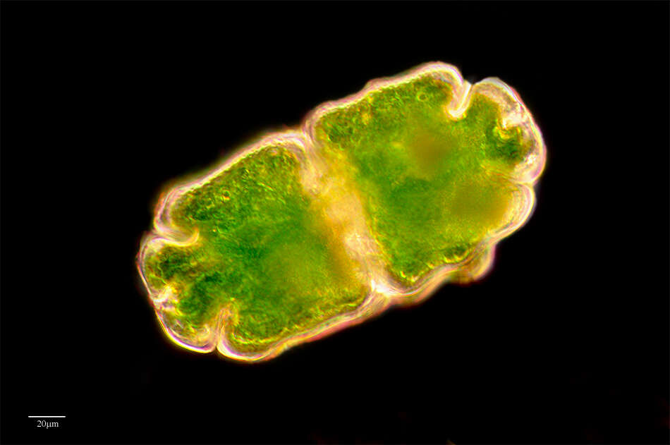 Image of Euastrum crassum