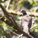 Image of Eastern Spotted Dove