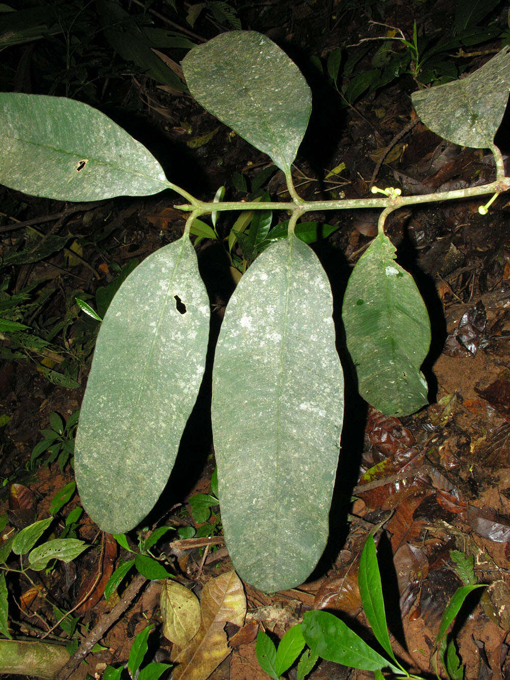 Слика од Garcinia magnifolia (Pittier) B. Hammel