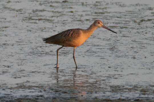 Image of Limosa Brisson 1760