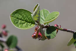 Image of Cotoneaster nebrodensis (Guss.) Koch