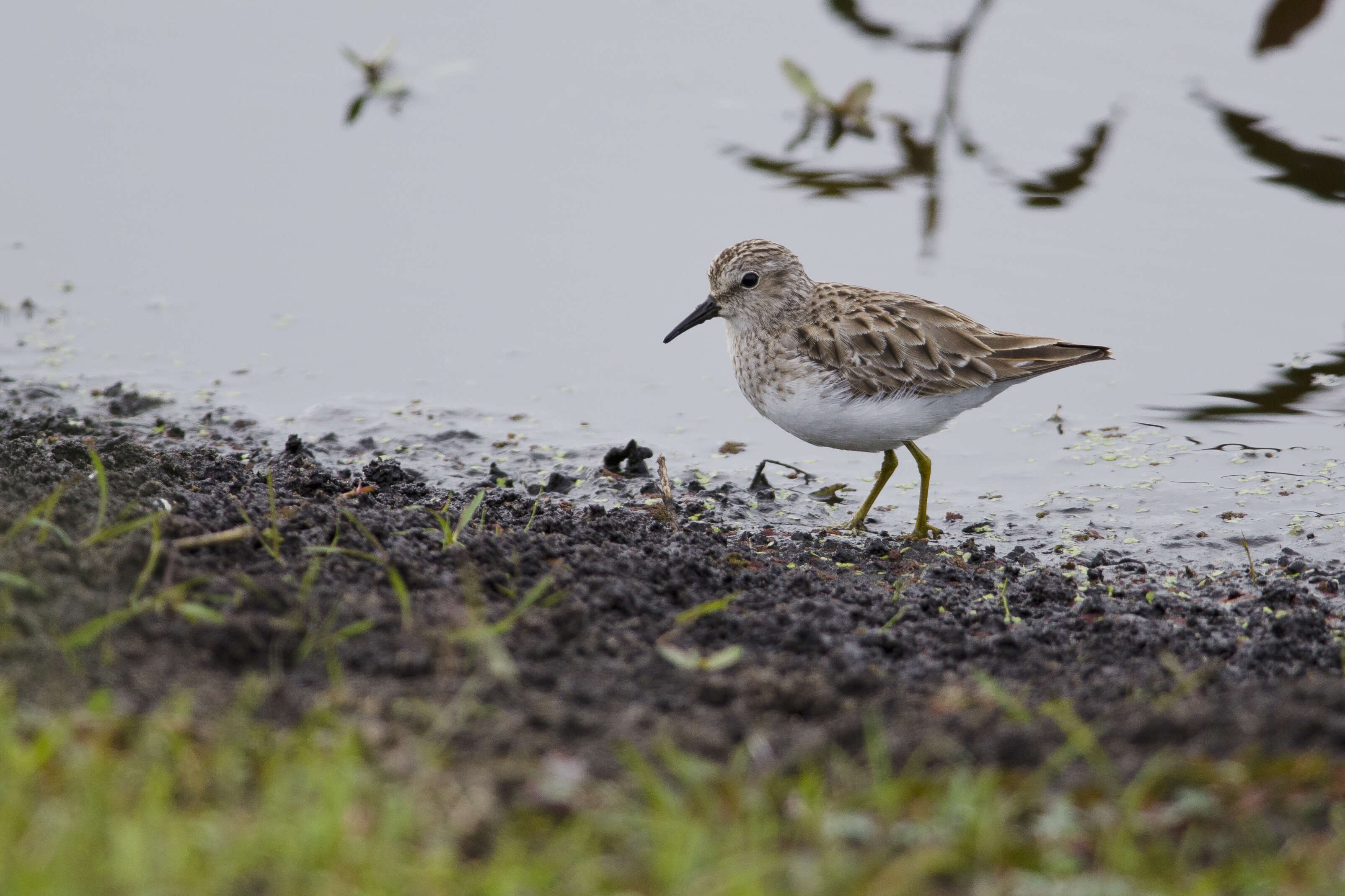 Image of Calidris Merrem 1804