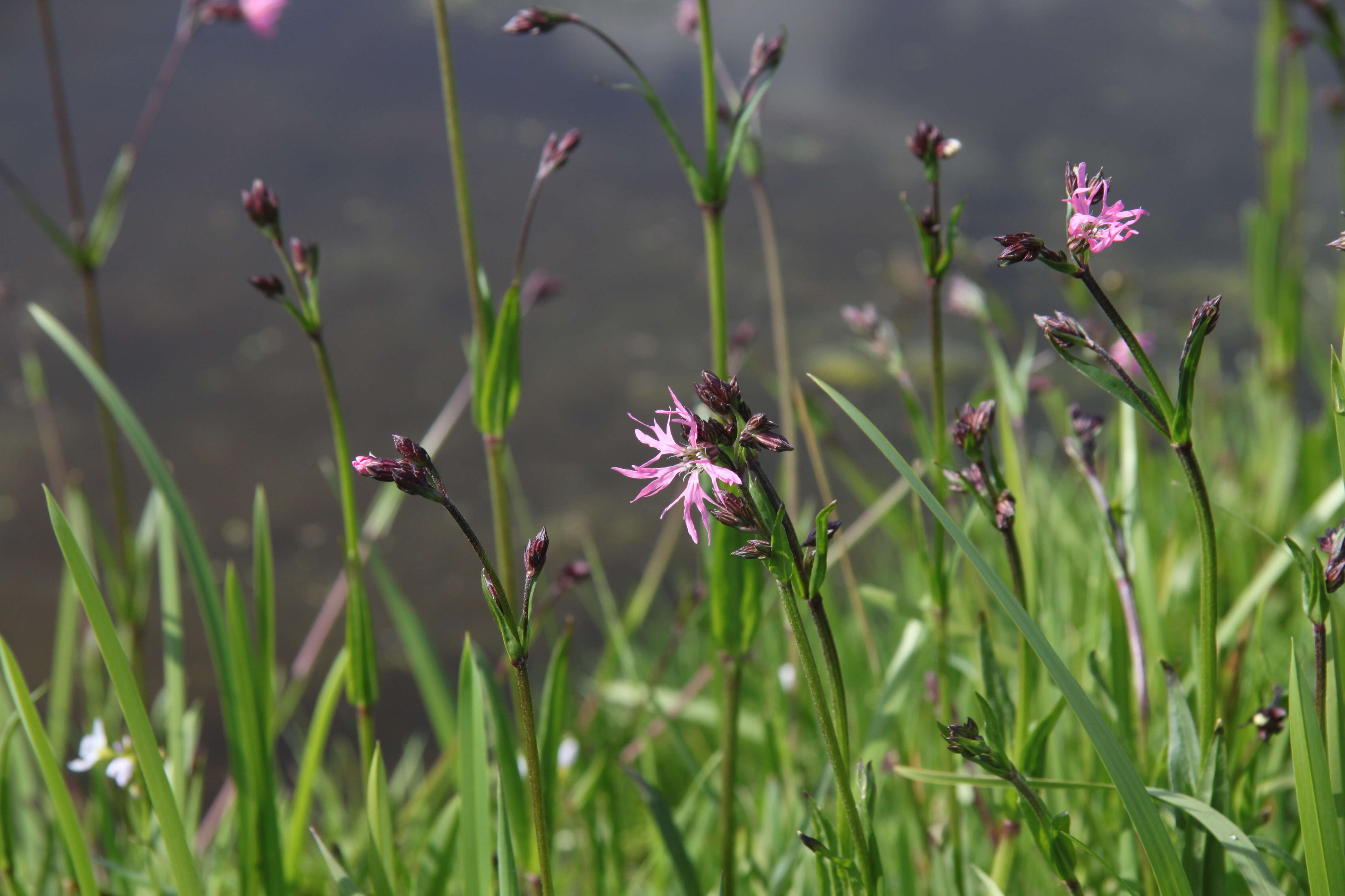 Image of Catchfly