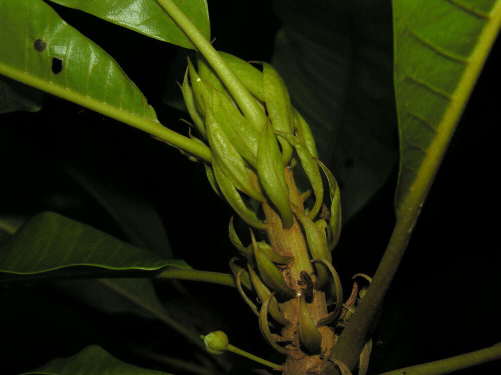 Chromolucuma rubriflora Ducke resmi