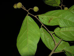 صورة Mortoniodendron anisophyllum (Standl.) Standl. & Steyerm.