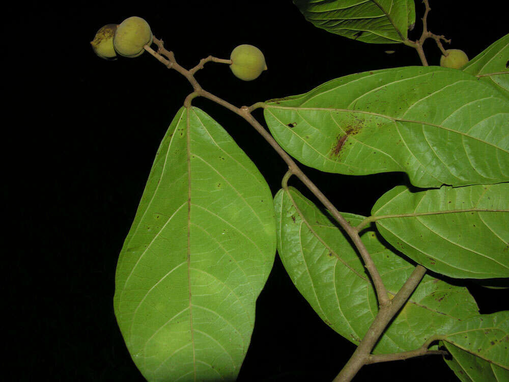 Image of Mortoniodendron anisophyllum (Standl.) Standl. & Steyerm.