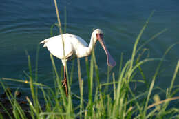 Image of Platalea Linnaeus 1758