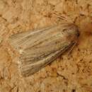 Image of bulrush wainscot