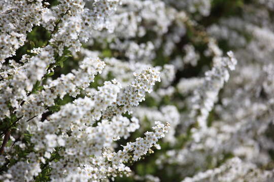 صورة Spiraea thunbergii Sieb. ex Bl.