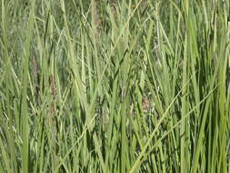 Image of Aquatic sedge