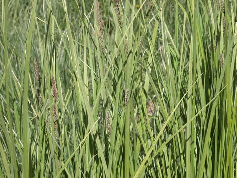 Image of water sedge