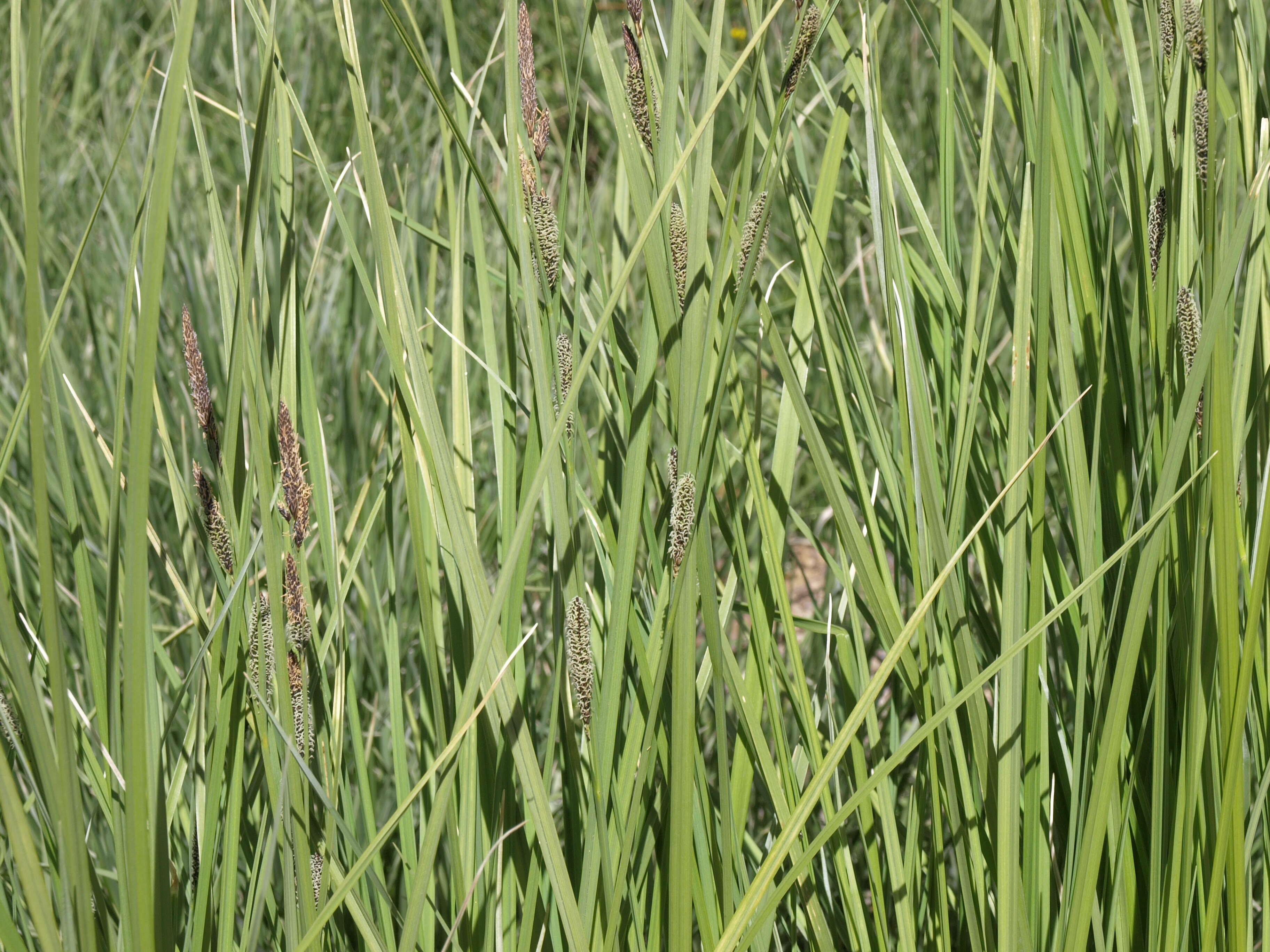 Image of Aquatic sedge