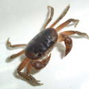 Image of Gecarcinus lateralis (Guérin 1832)