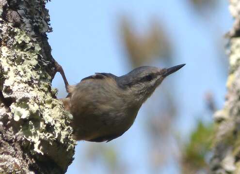 Image of Eurasian Nuthatch