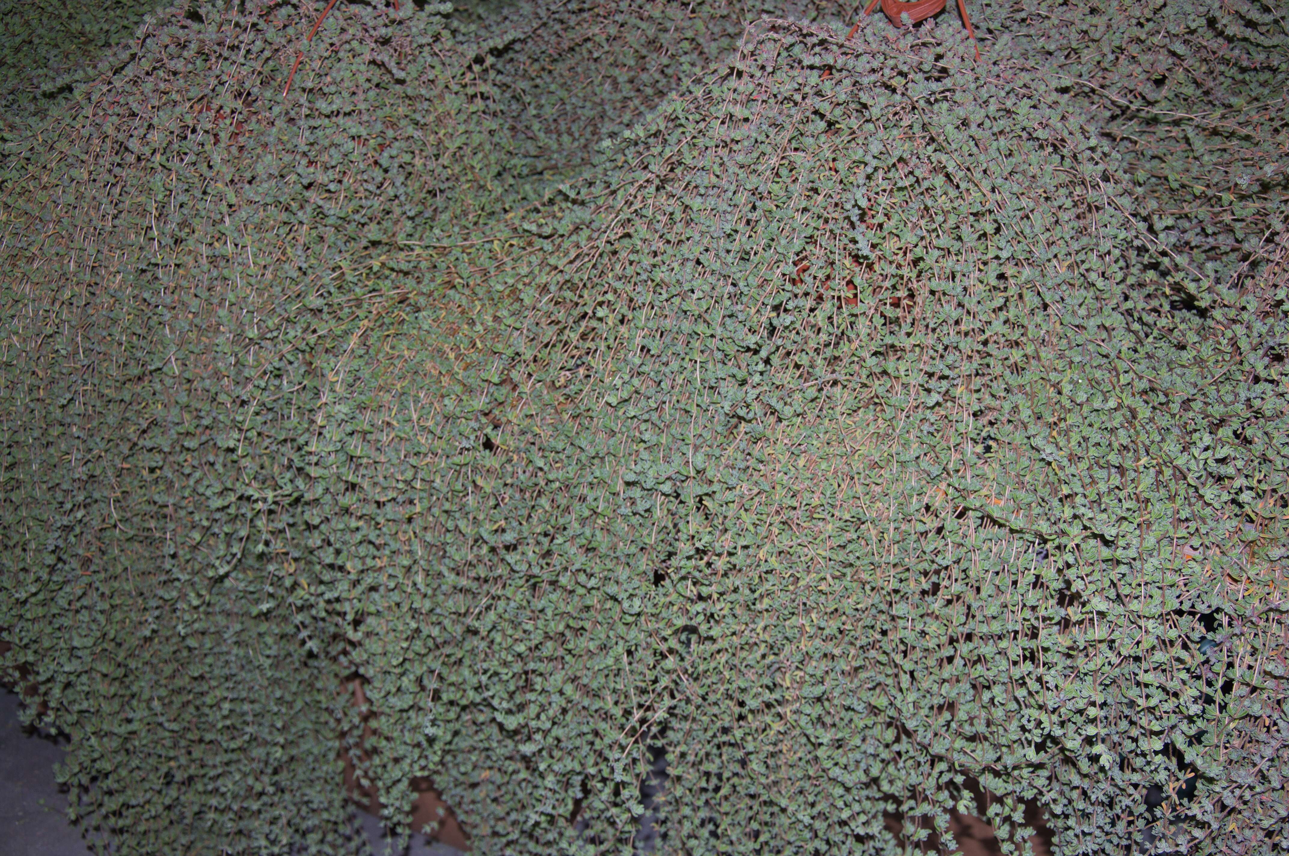 Image of Aizoaceae
