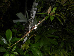 Image of Gonzalagunia brenesii Standl.