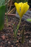 Image of Iris danfordiae (Baker) Boiss.