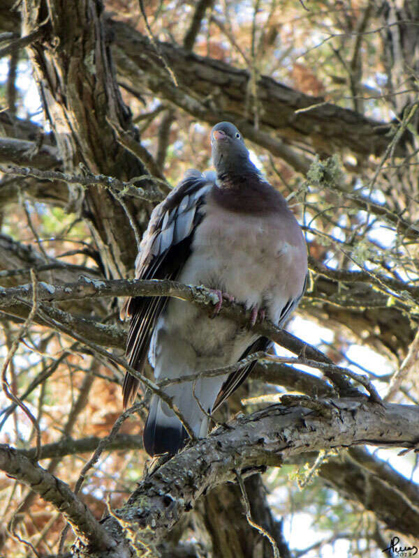 Image of Columba palumbus