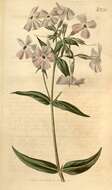 Imagem de Phlox glaberrima subsp. triflora (Michx.) Wherry