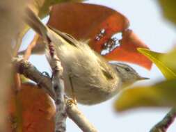 Image of Yellow-browed Warbler