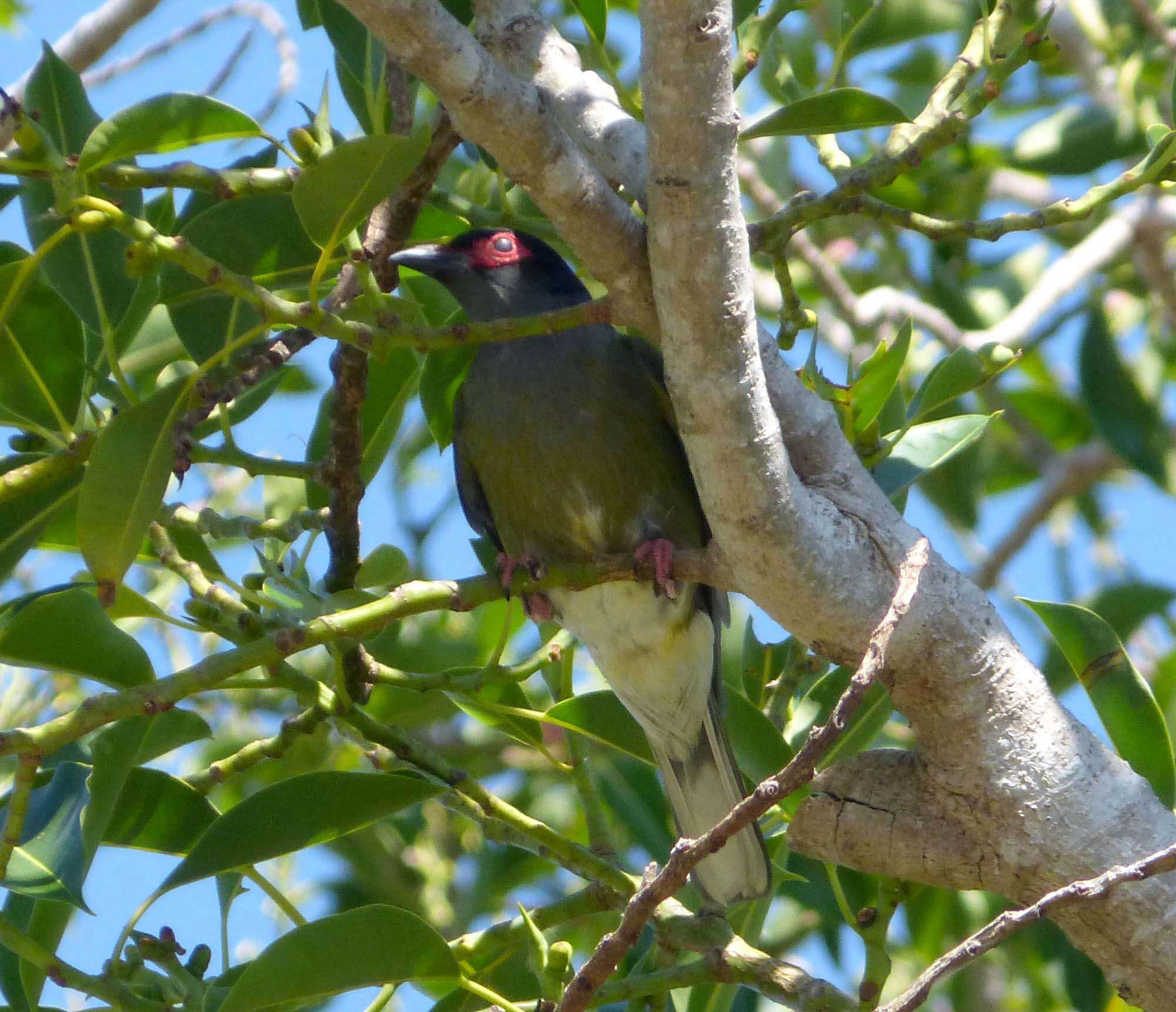 Image of Green Figbird