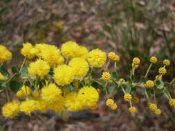 Image of Acacia uncinata Lindl.