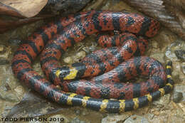 Image of American coral snakes