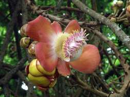 Image of cannonball tree