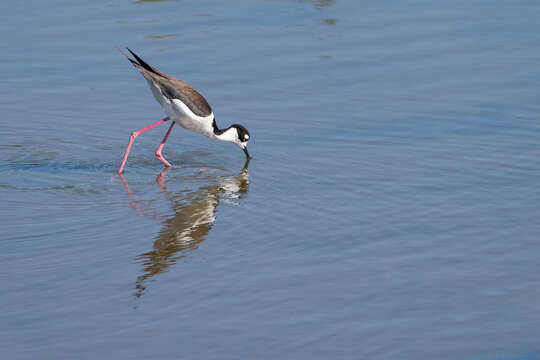 Image of Black-necked Stilt