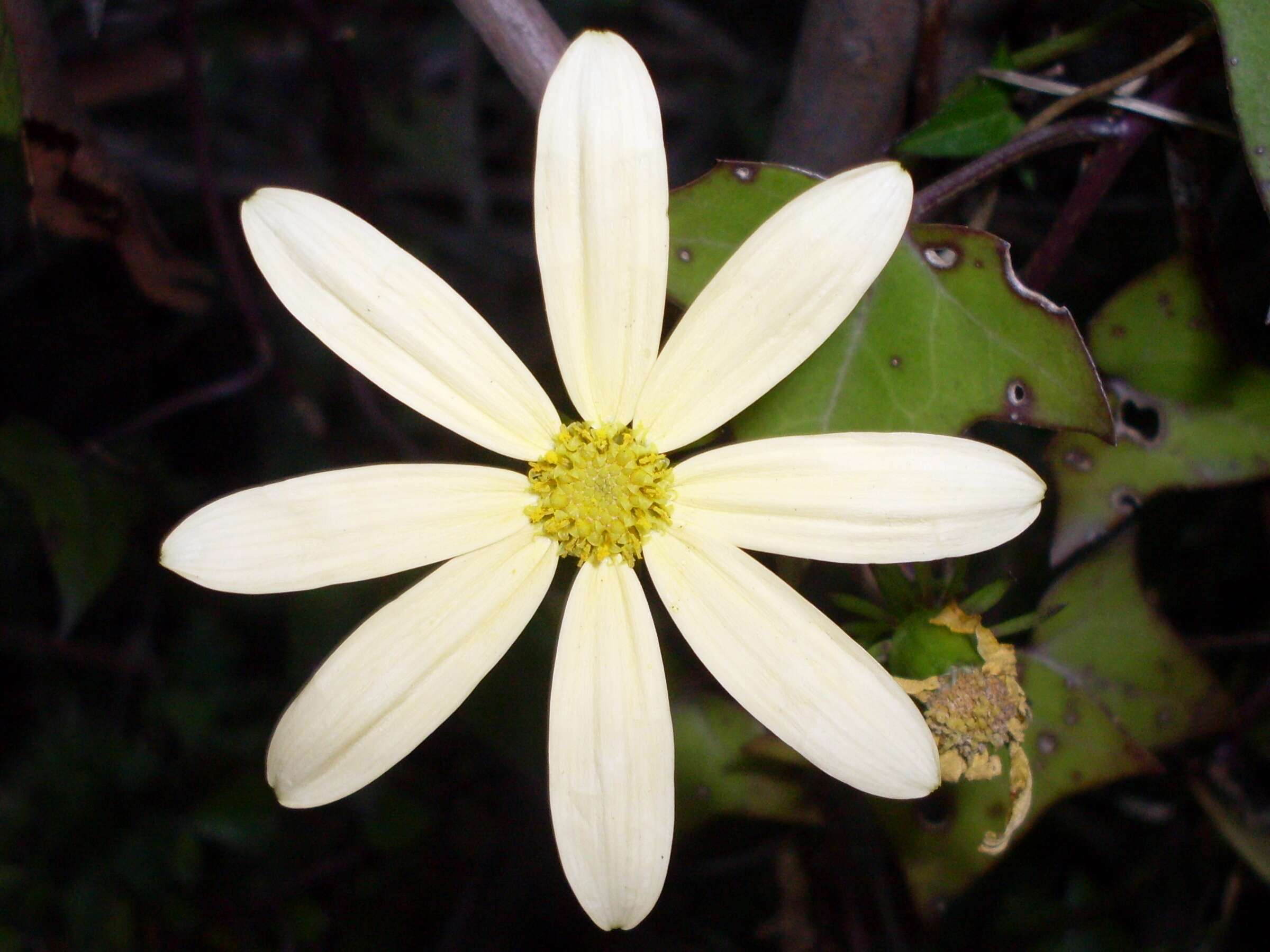 Senecio macroglossus DC. resmi