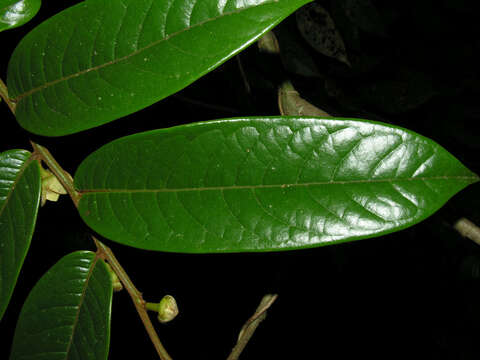 Image of Guatteria pudica N. Zamora & Maas