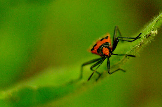 Image of black & red squash bug