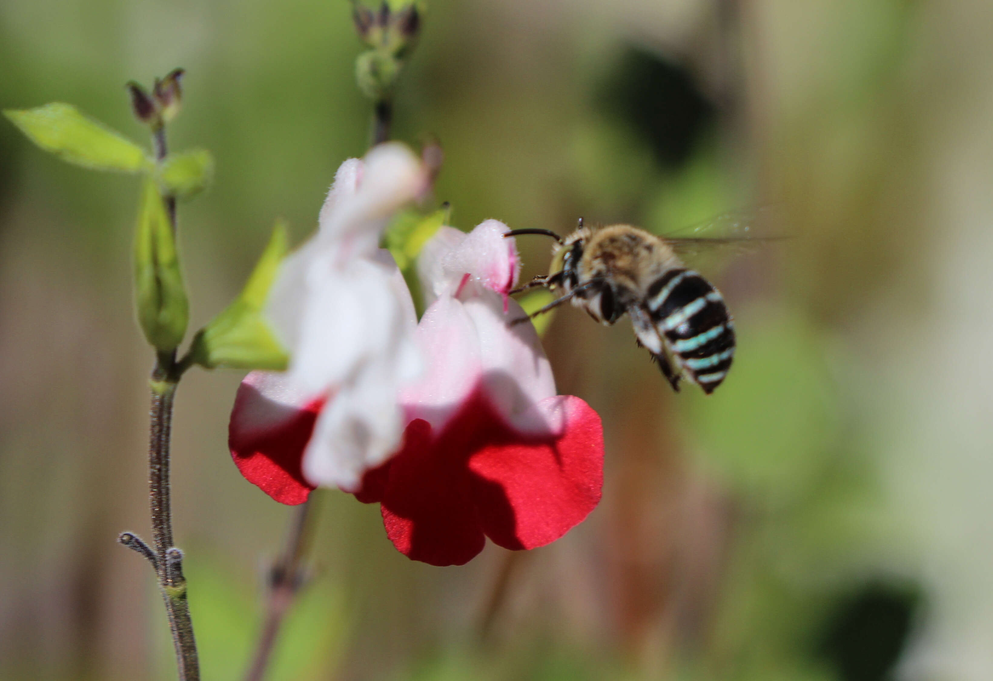 Image of Anthophorine Bees