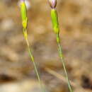 Image of Dianthus pungens subsp. hispanicus (Asso) O. Bolos & Vigo