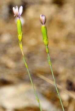 Image of Dianthus pungens subsp. hispanicus (Asso) O. Bolos & Vigo