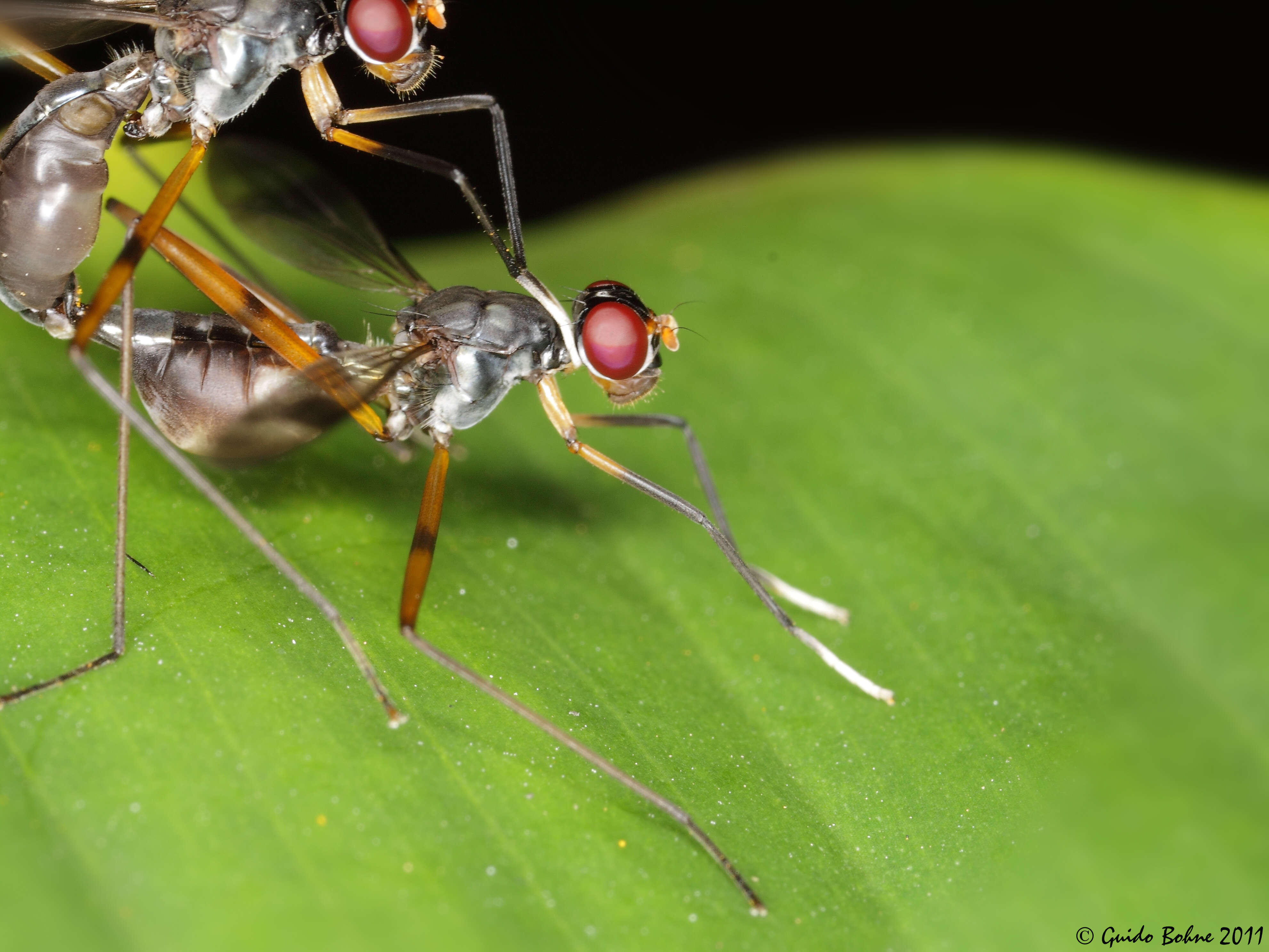 Micropezidae resmi