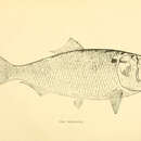 Слика од Brevoortia tyrannus (Latrobe 1802)