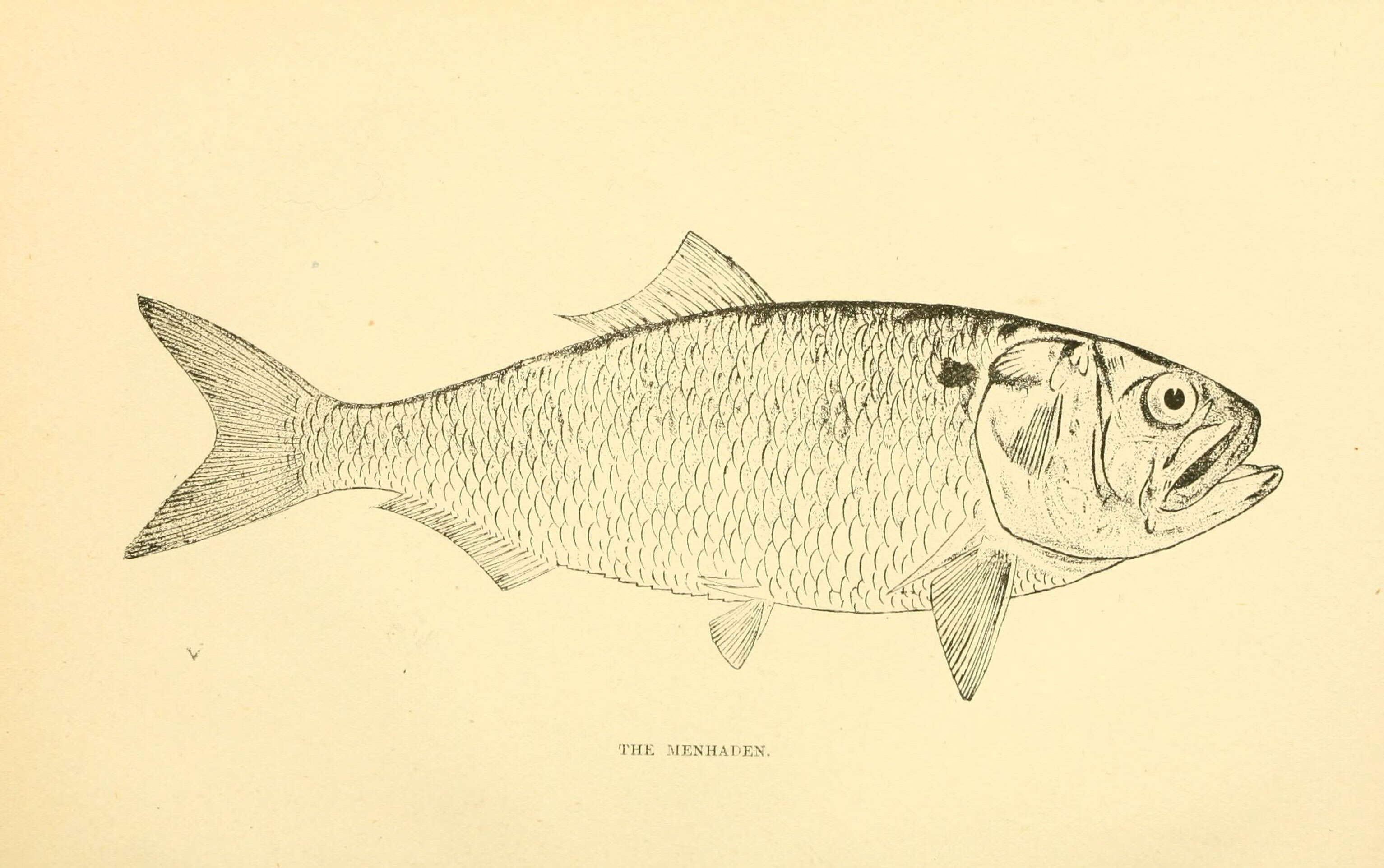 Imagem de Brevoortia tyrannus (Latrobe 1802)