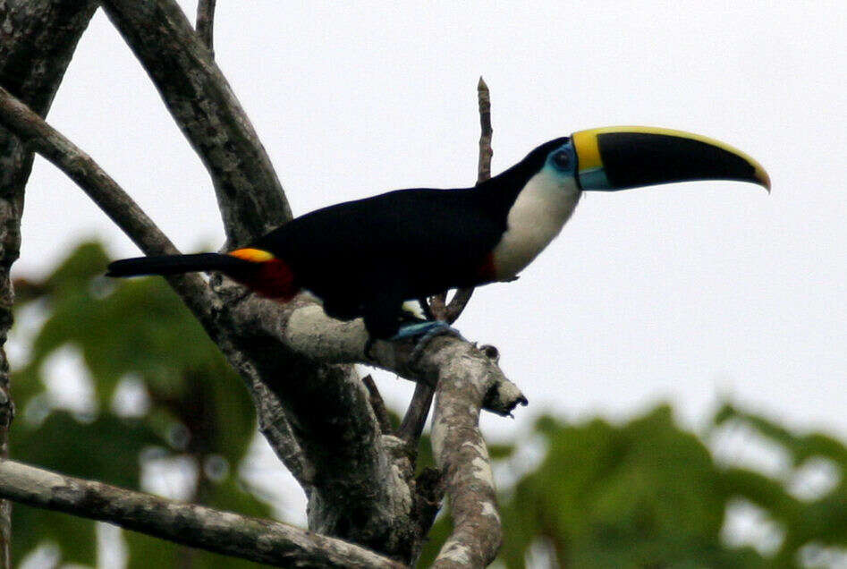 Image of Toucan Sp.