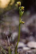 Image of Dark bee orchid