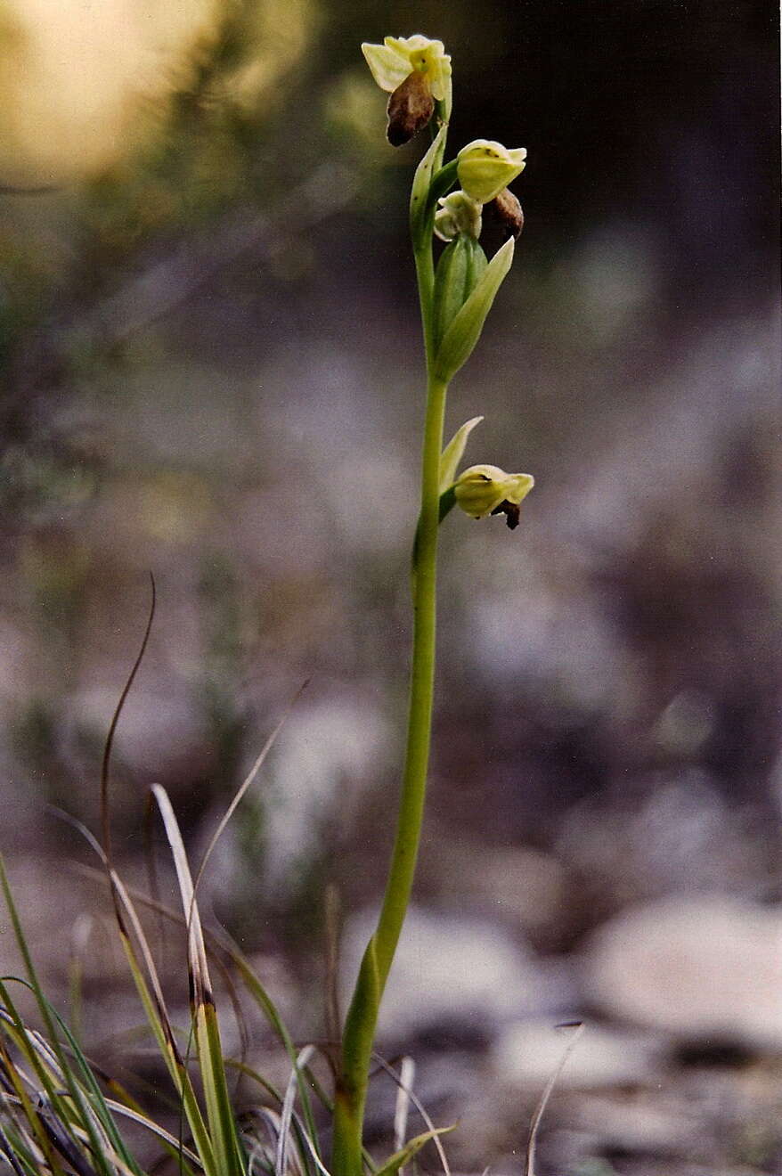 Image of Ophrys fusca subsp. fusca