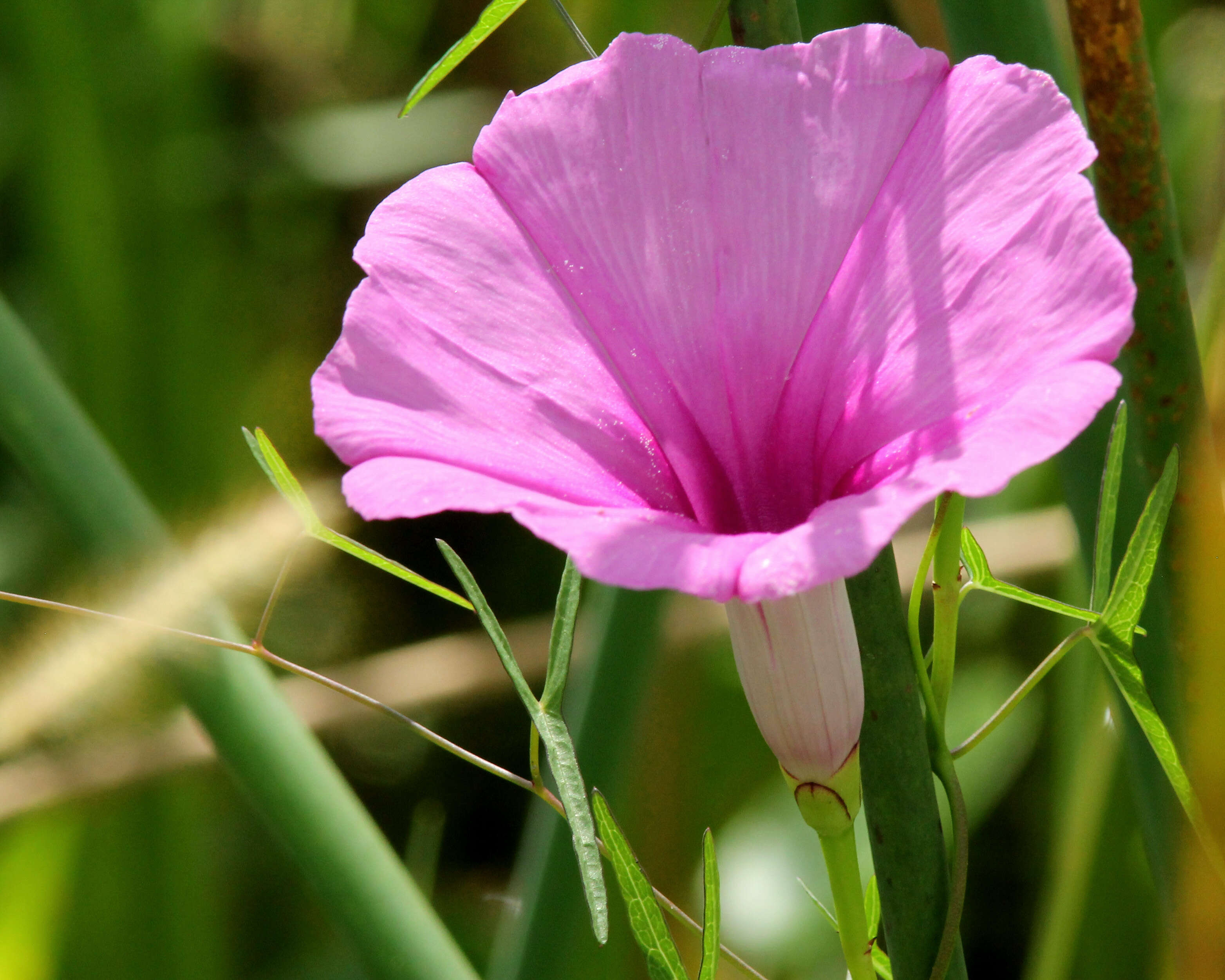 Image of saltmarsh morning-glory