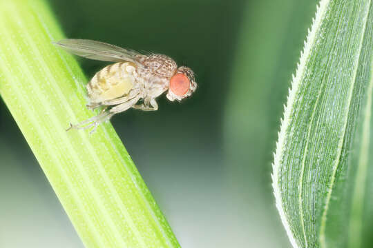 Image of fruit fly