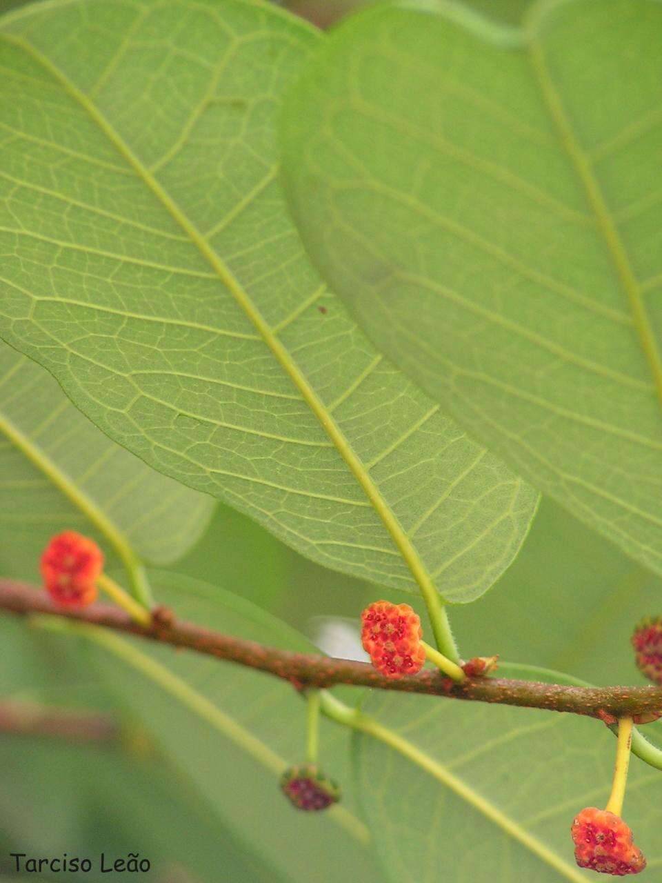 Image of Guiana brosimum