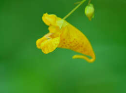 Image of Jewelweeds