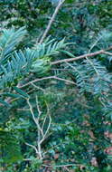 Image of Taxomyia