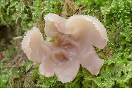 Image of cup fungi