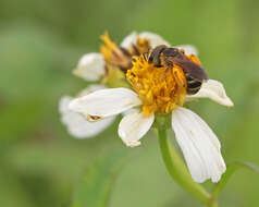 Image of Halictus Latreille 1804