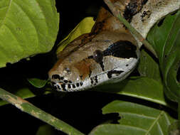 Boa constrictor Linnaeus 1758 resmi